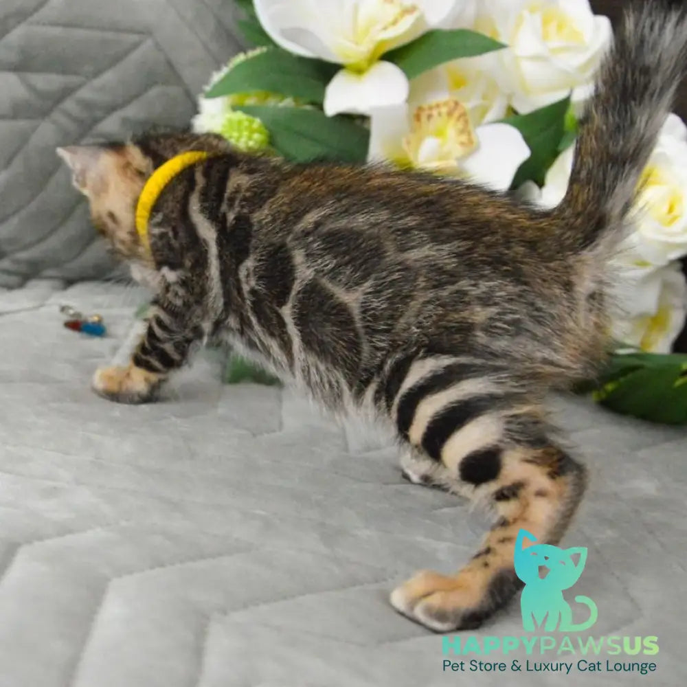Pinkie Bengal female black spotted tabby - live animals