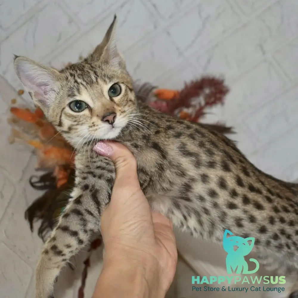 Pinokio Savannah male brown - live animals