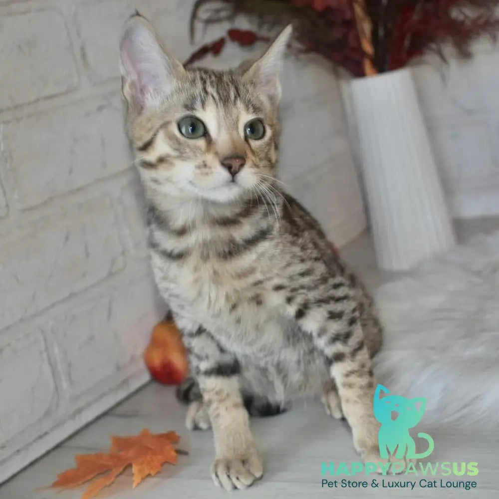 Pinokio Savannah male brown - live animals