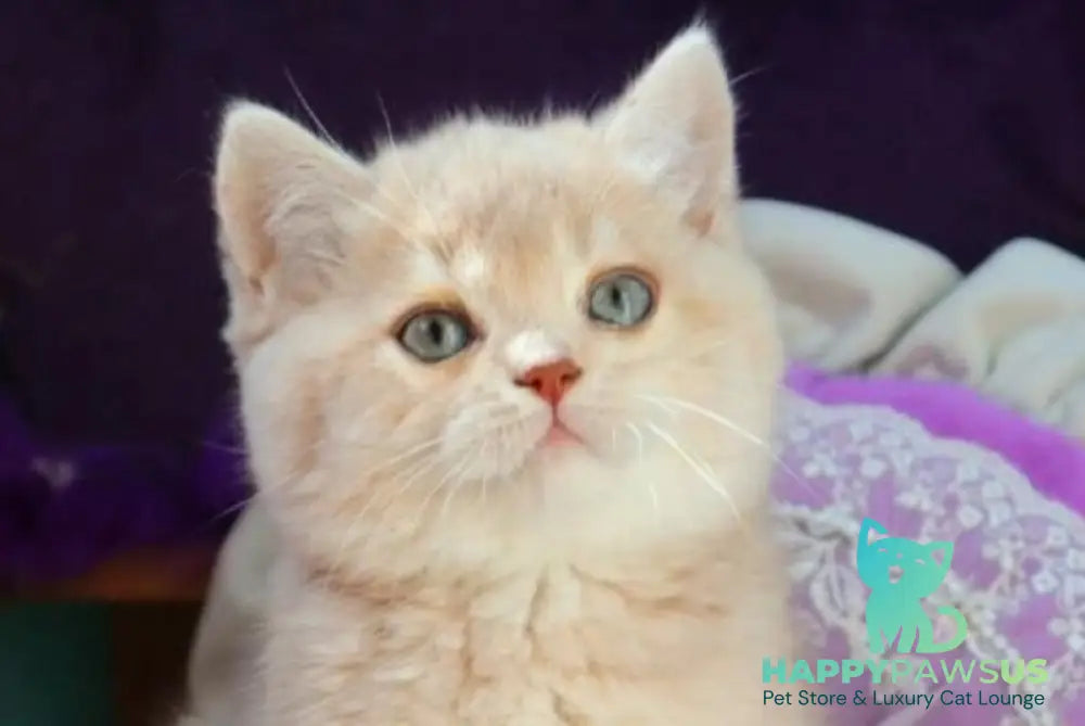 Pion British Shorthair male lilac golden shaded - live animals
