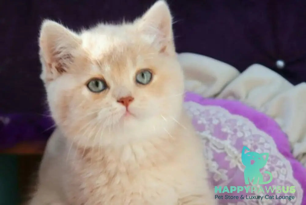 Pion British Shorthair male lilac golden shaded - live animals