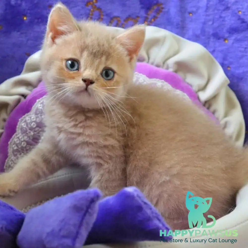 Pion British Shorthair male lilac golden shaded - live animals