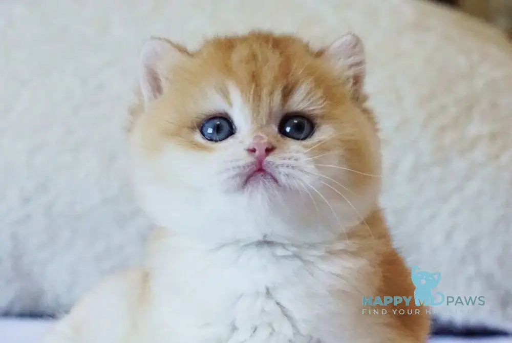 Piper British Shorthair female black golden chinchilla live animals