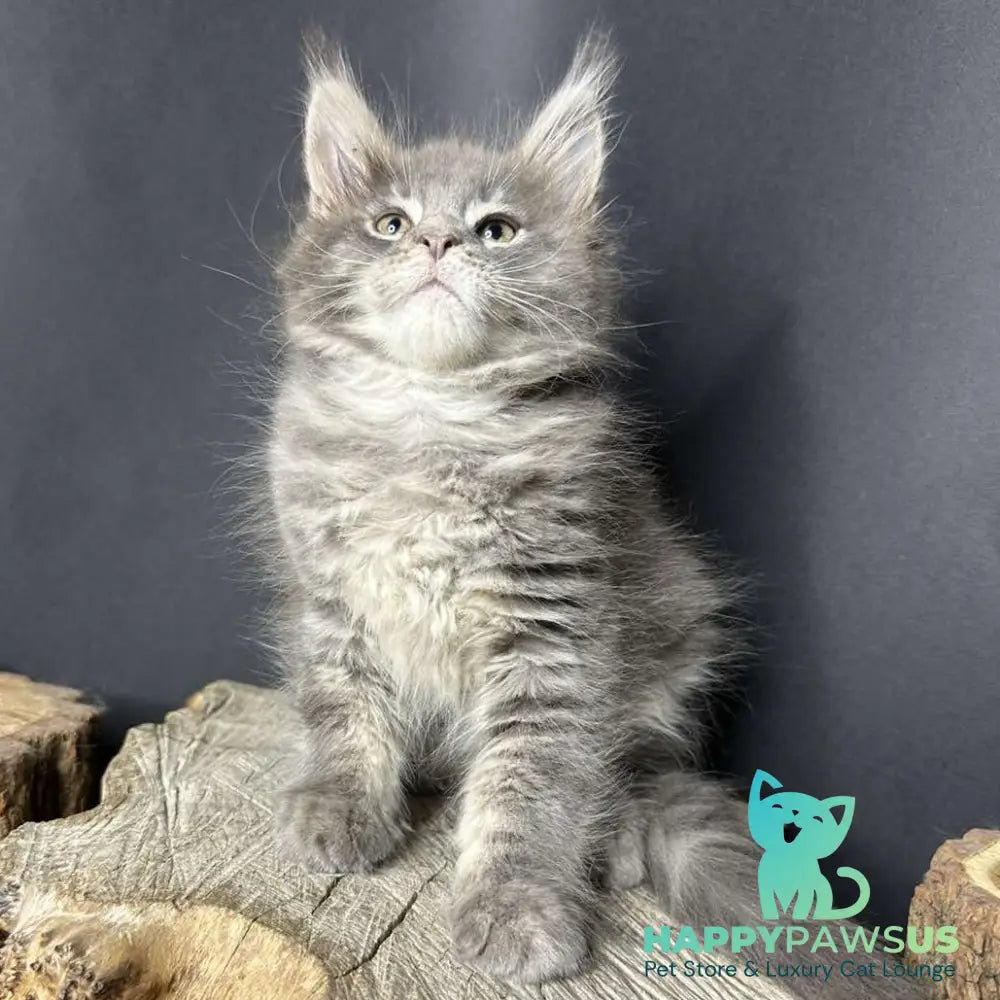Piper Maine Coon female blue tabby - live animals