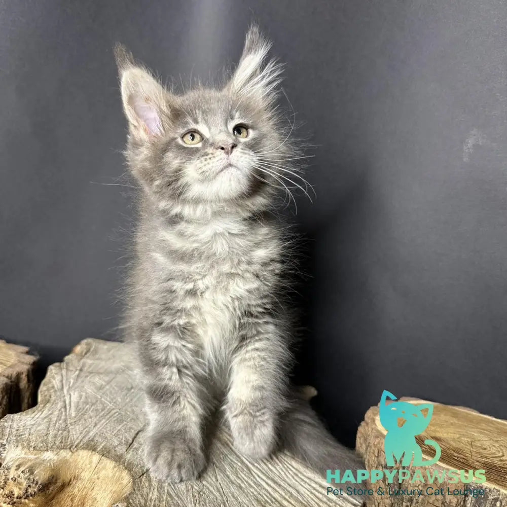 Piper Maine Coon female blue tabby - live animals