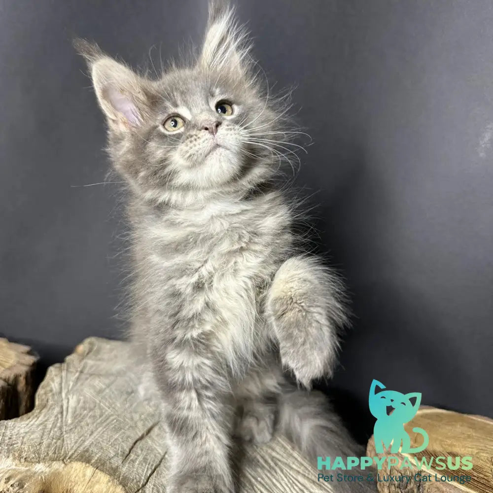 Piper Maine Coon female blue tabby - live animals