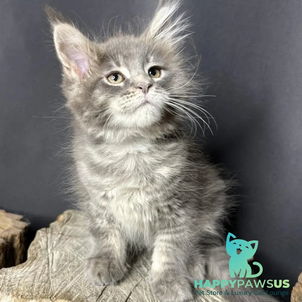 Piper Maine Coon female blue tabby - live animals