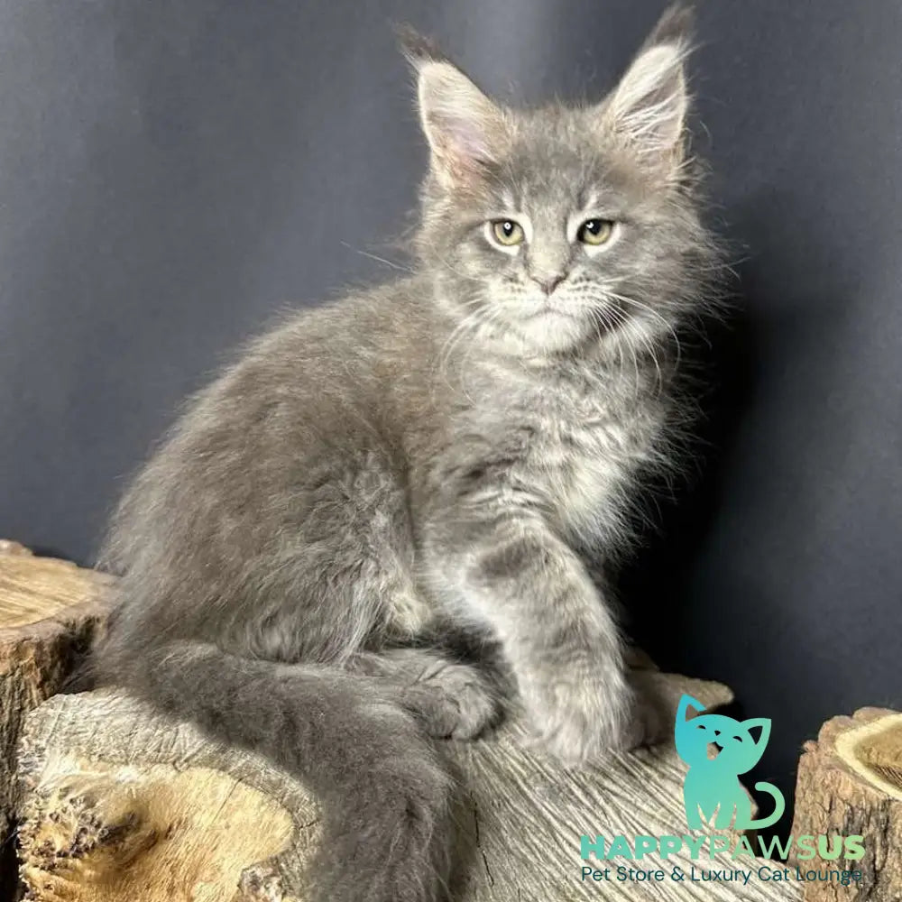 Piper Maine Coon female blue tabby - live animals