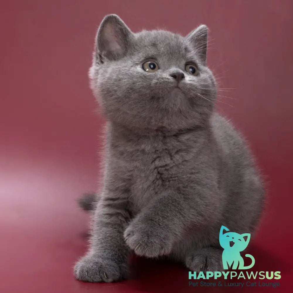 Pippin British Shorthair male blue - live animals