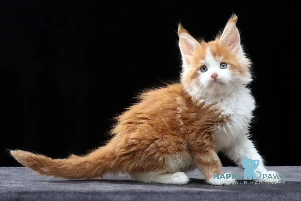 Pirat Maine Coon male red tabby bicolour live animals