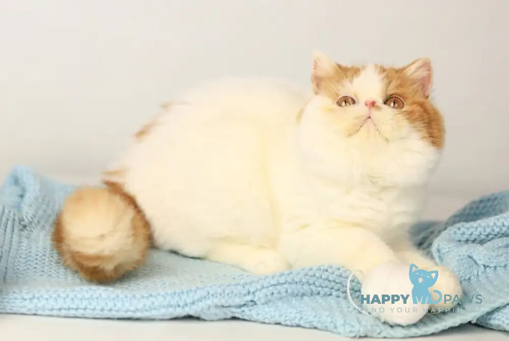 Piter Exotic male cream van tabby live animals