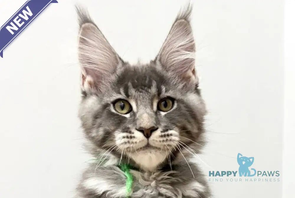 Piter Maine Coon male blue tabby live animals