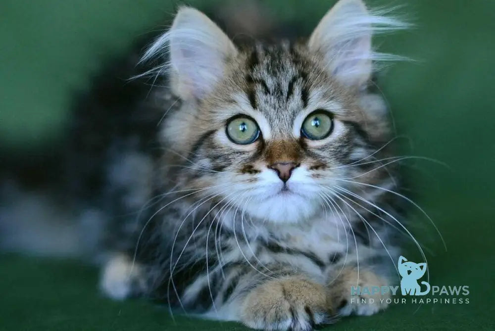 Piter Siberian male black tabby live animals