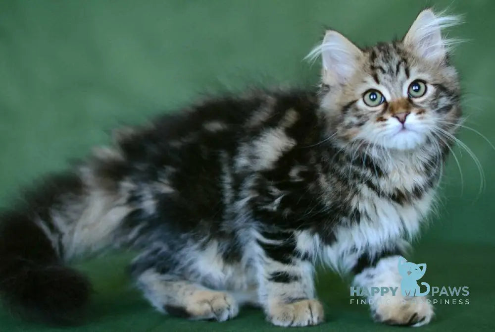 Piter Siberian male black tabby live animals