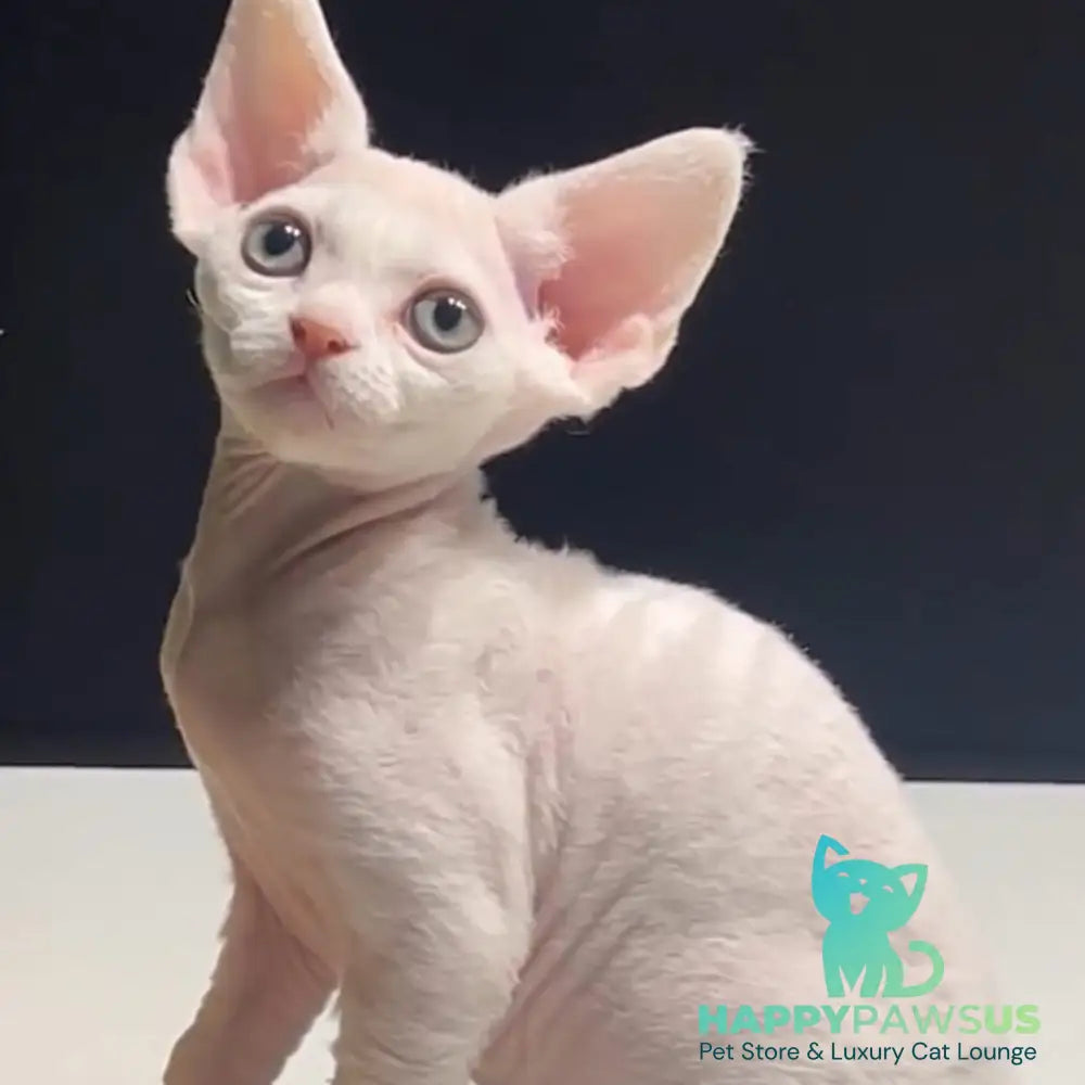 Pixi Devon Rex male white - live animals