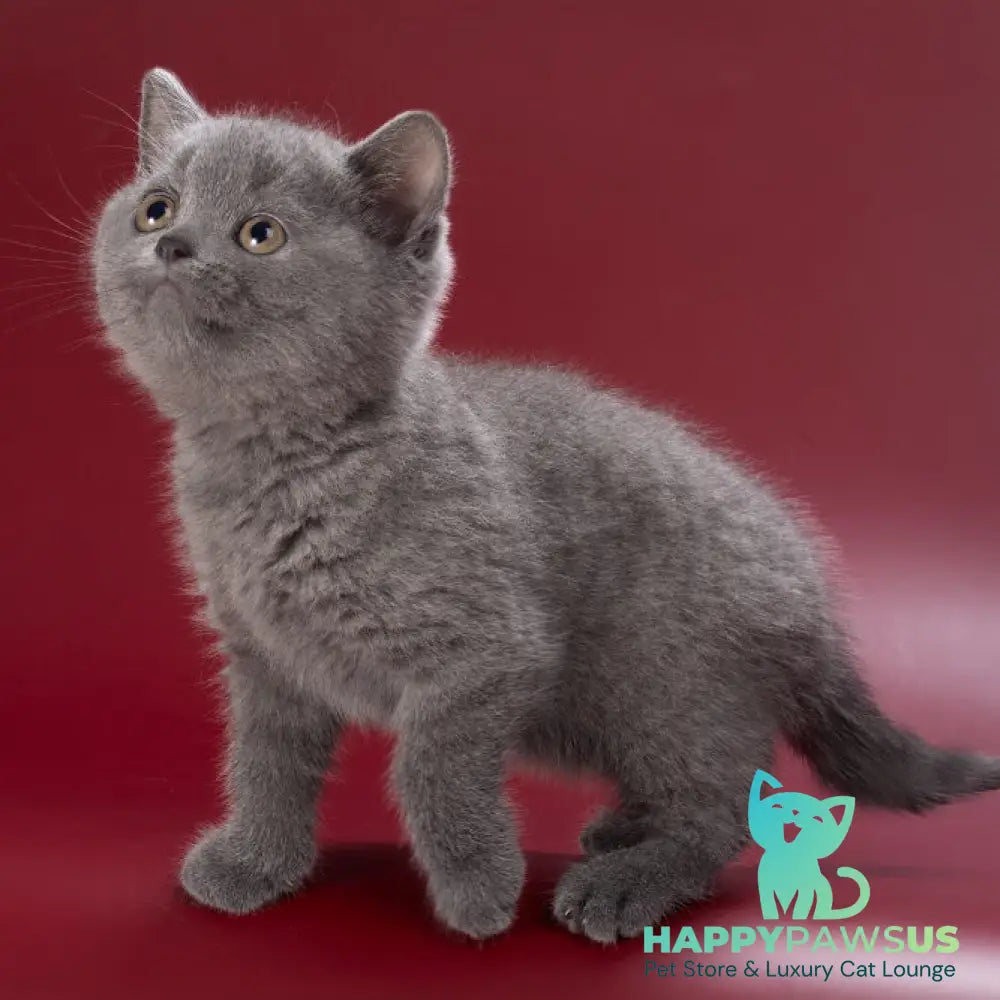 Pixie British Shorthair female blue - live animals