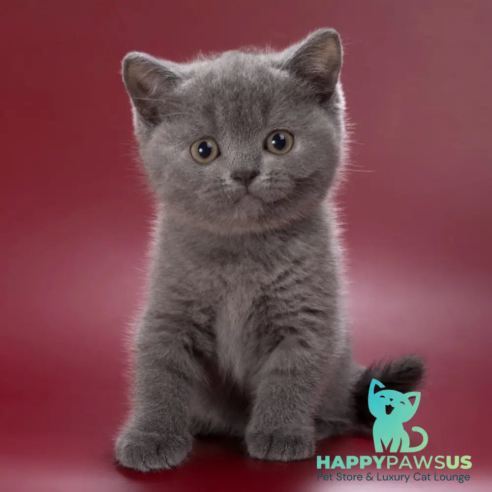 Pixie British Shorthair female blue - live animals