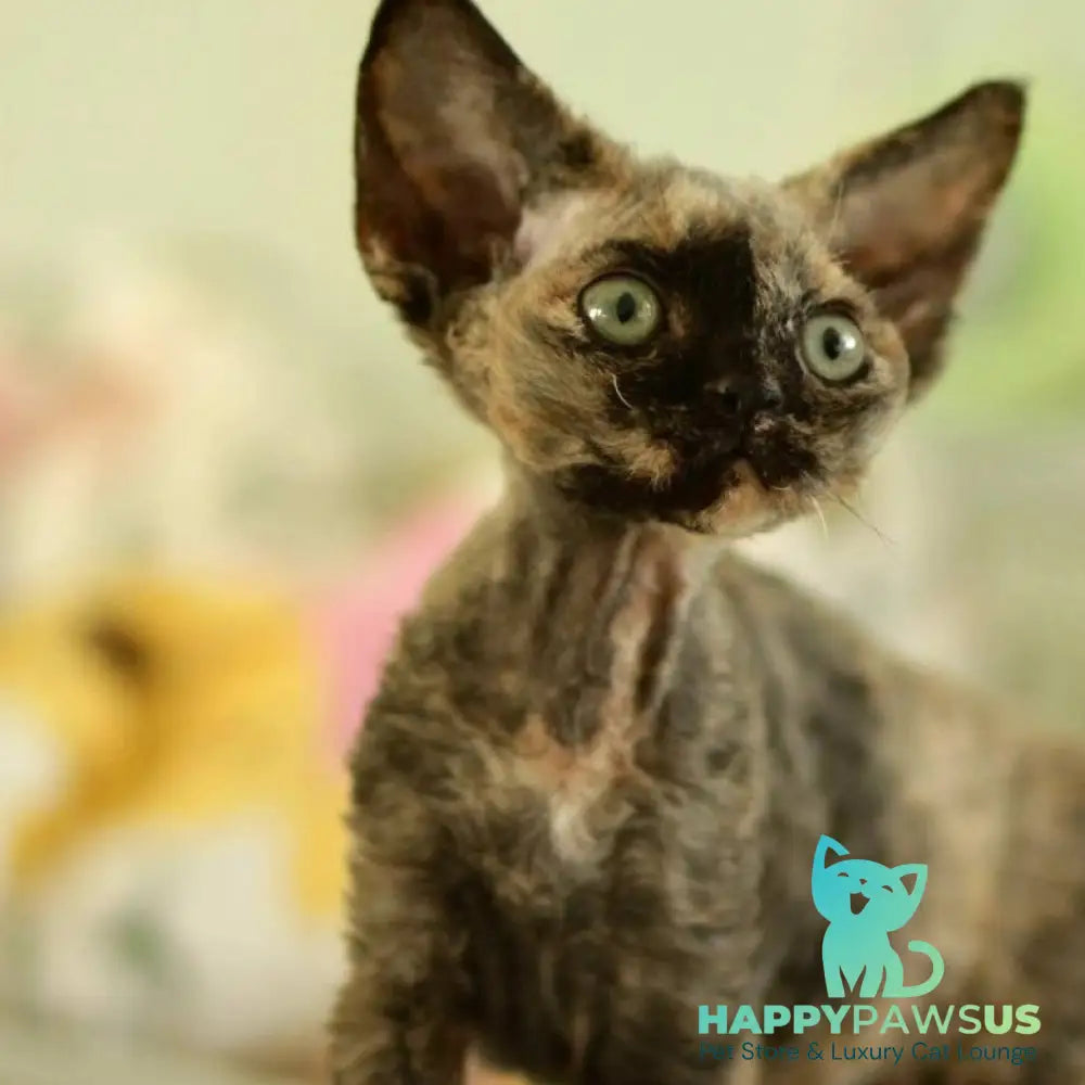 Pixie Devon Rex female black tortie - live animals