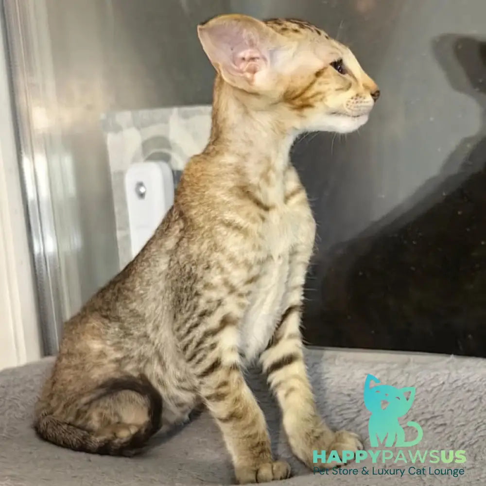 Plamya Oriental Shorthair female chocolate tortie spotted tabby - live animals