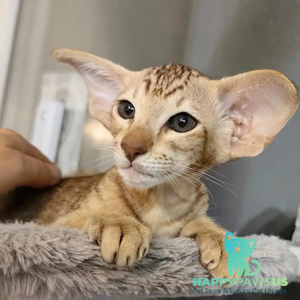Plamya Oriental Shorthair female chocolate tortie spotted tabby - live animals