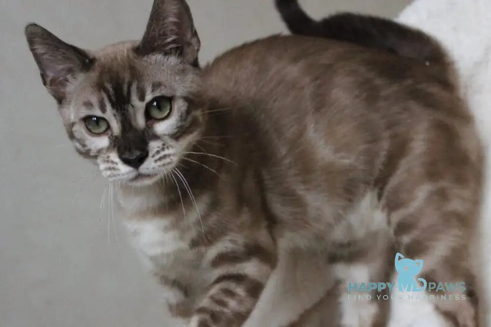 Platon Bengal male black spotted tabby pointed live animals