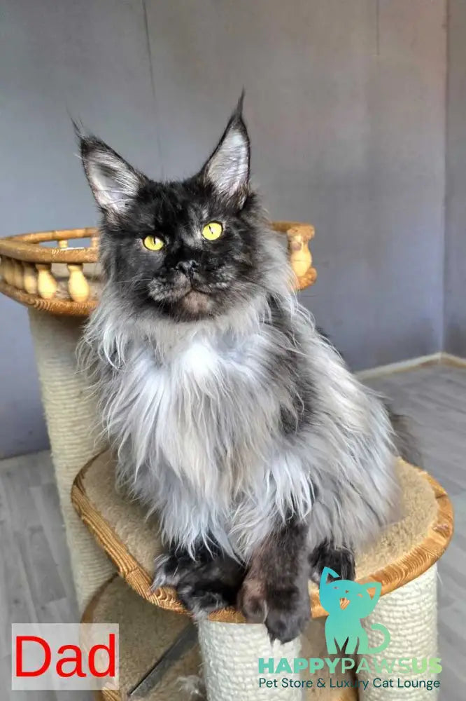 Platon Maine Coon male black silver - live animals