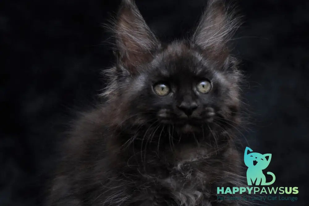 Platon Maine Coon male black silver - live animals