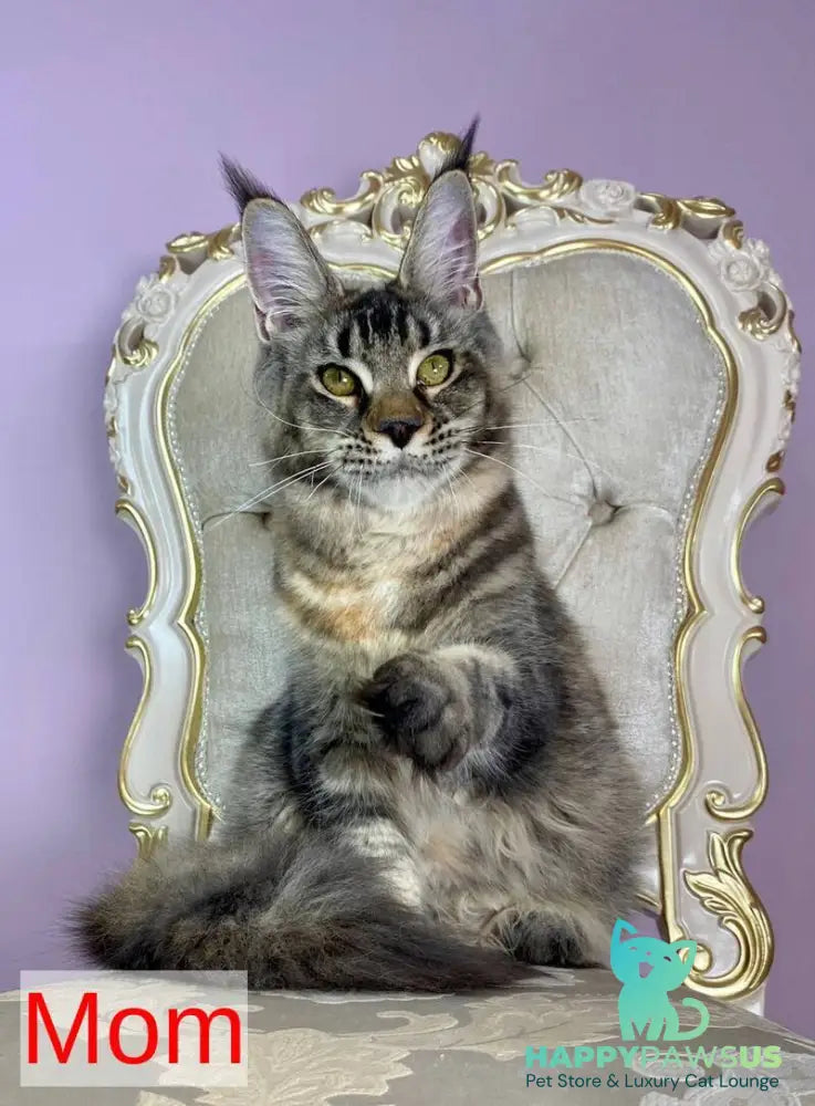 Platon Maine Coon male black silver - live animals