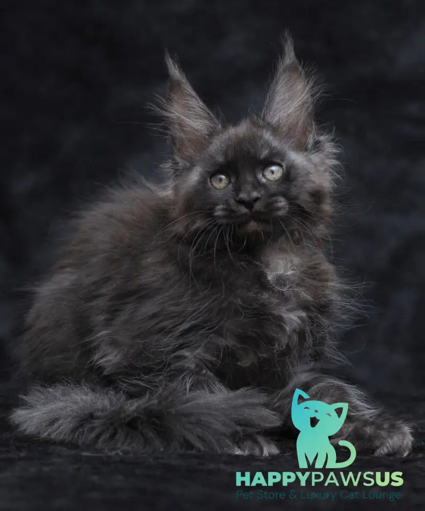 Platon Maine Coon male black silver - live animals