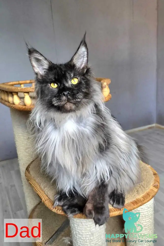 Platon Maine Coon male black silver - live animals