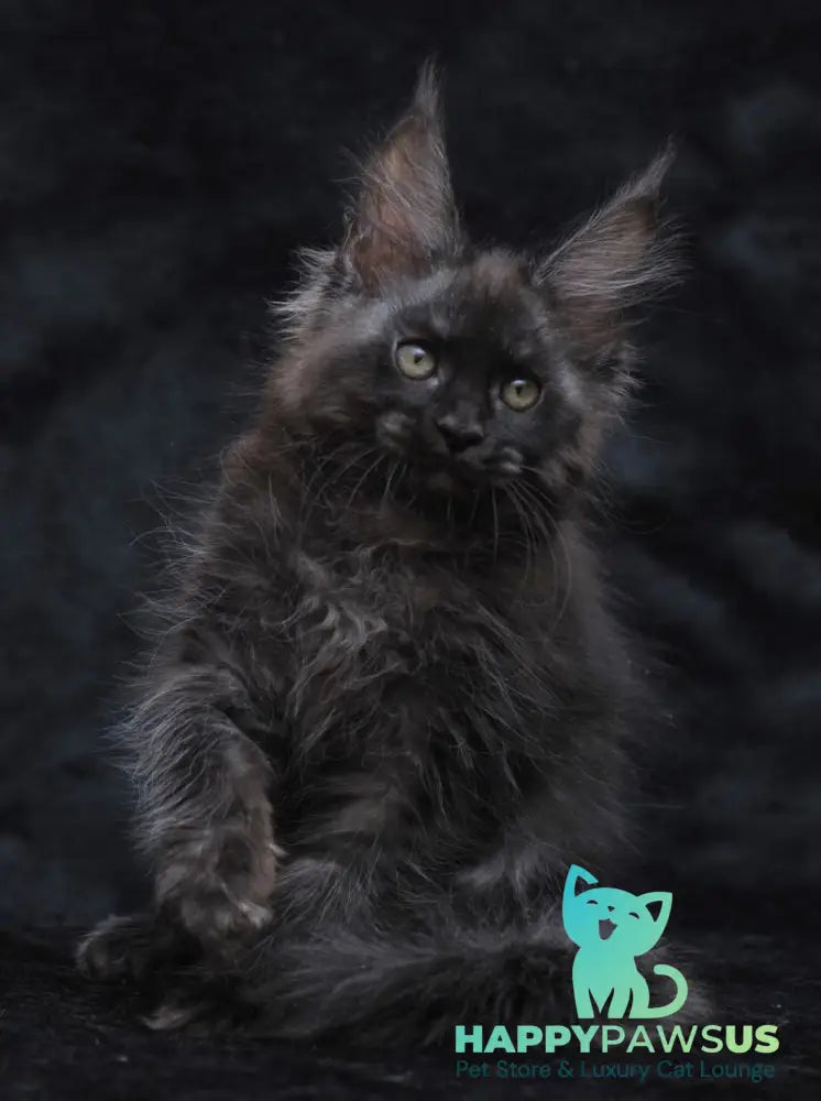 Platon Maine Coon male black silver - live animals