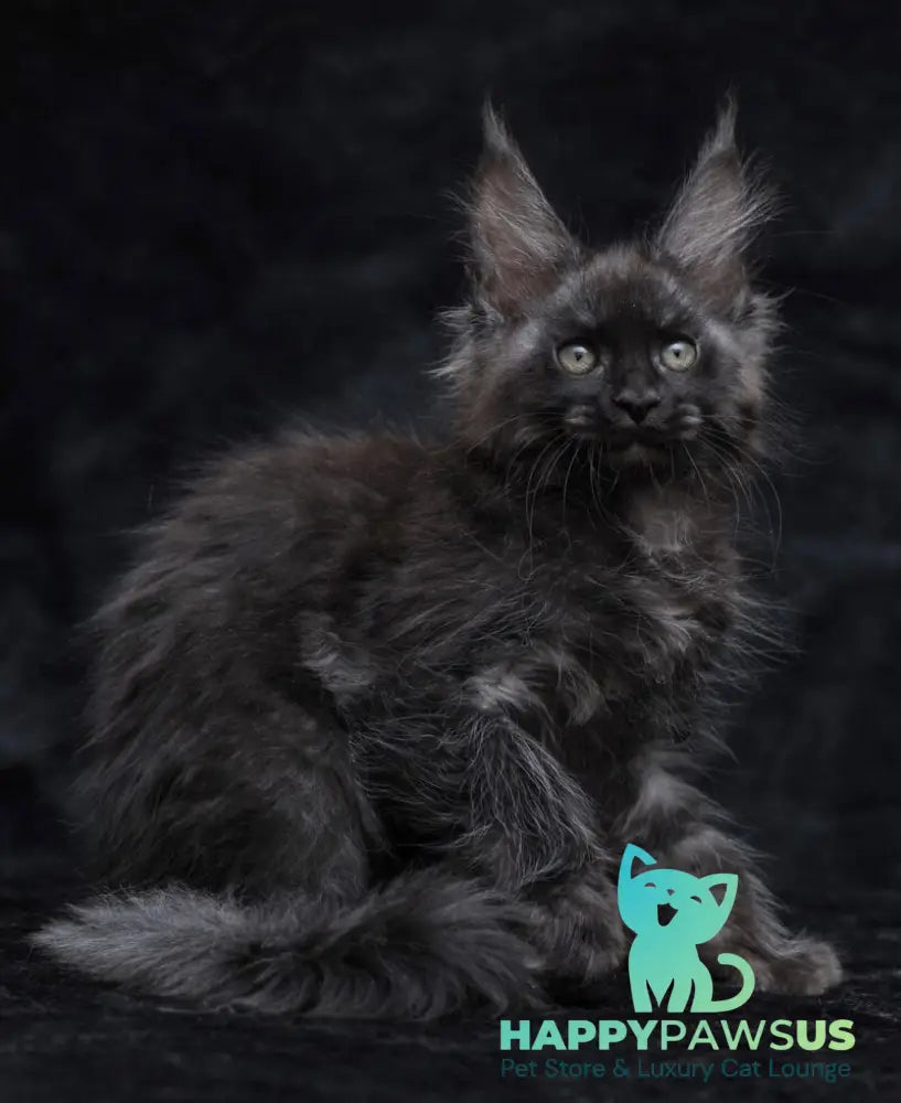 Platon Maine Coon male black silver - live animals