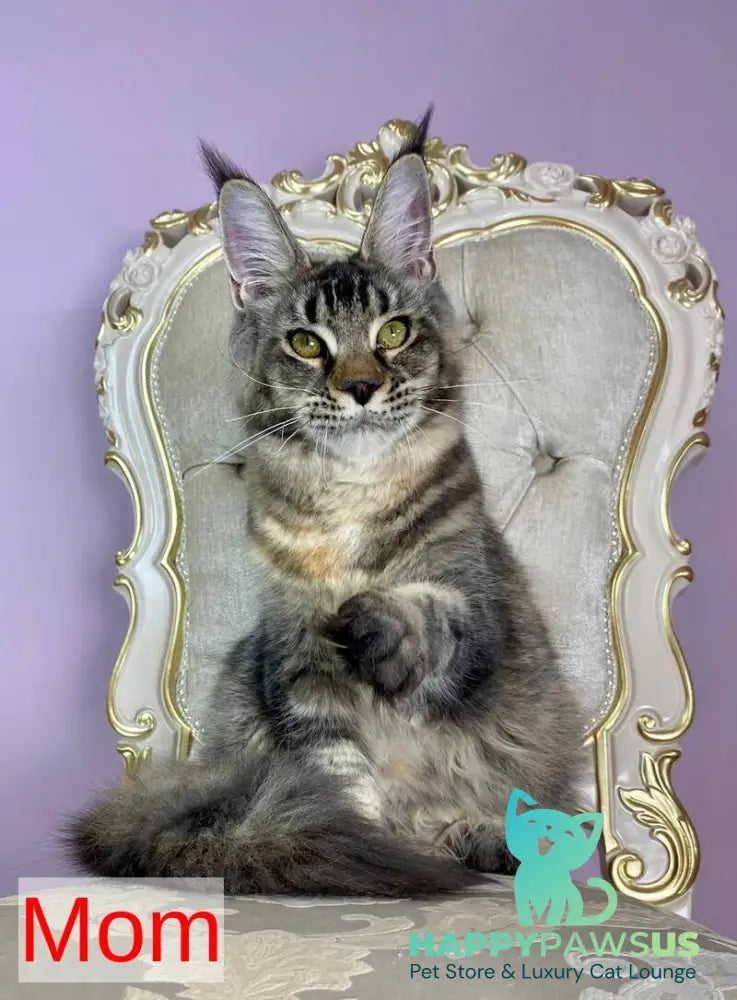 Platon Maine Coon male black silver - live animals