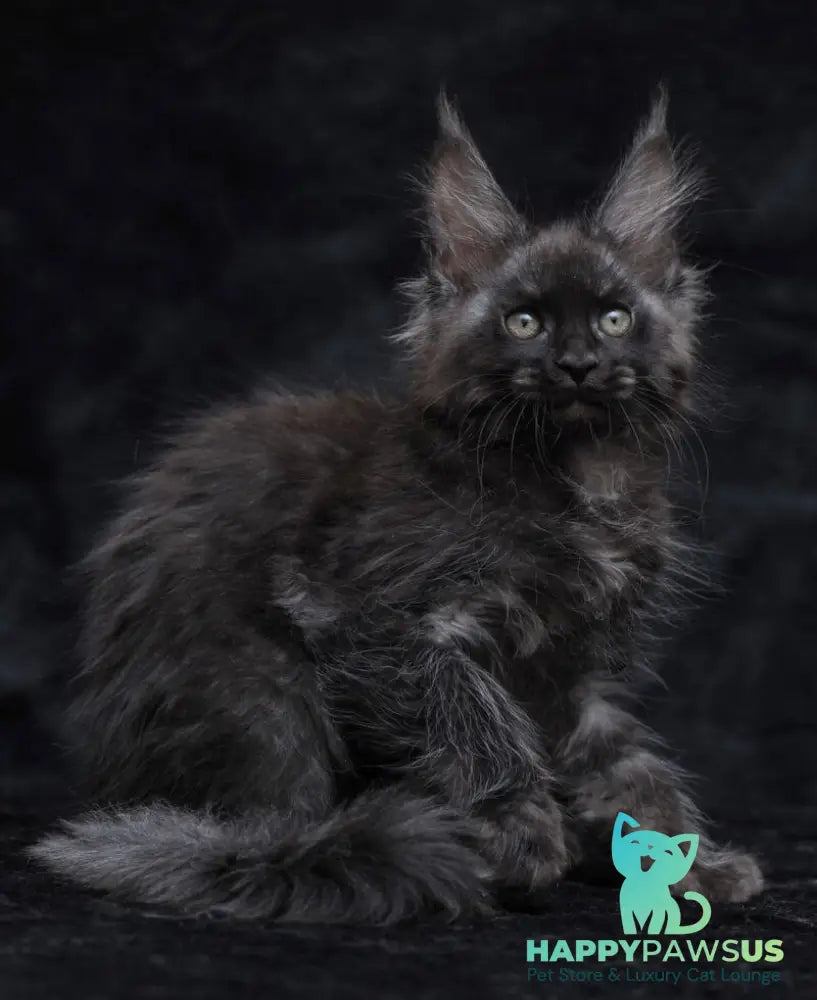 Platon Maine Coon male black silver - live animals