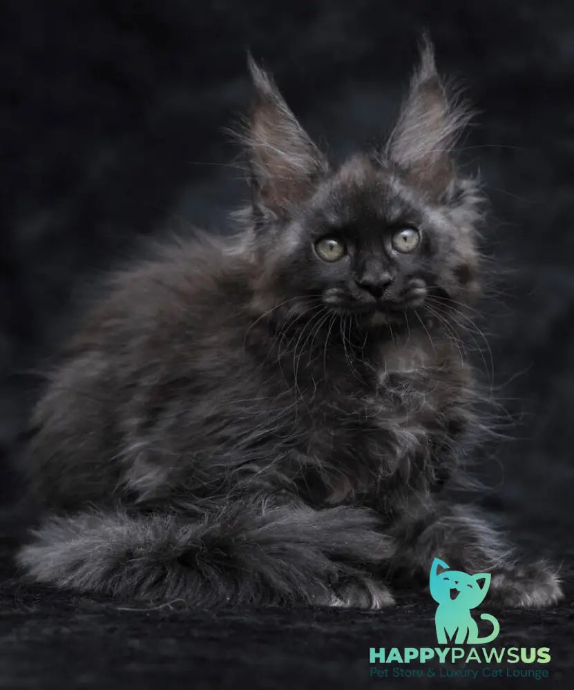 Platon Maine Coon male black silver - live animals