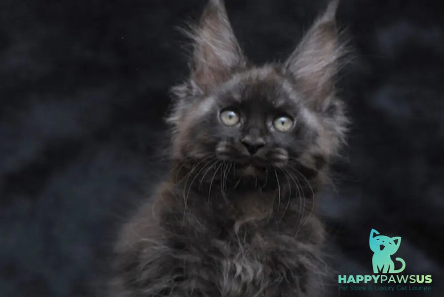 Platon Maine Coon male black silver - live animals