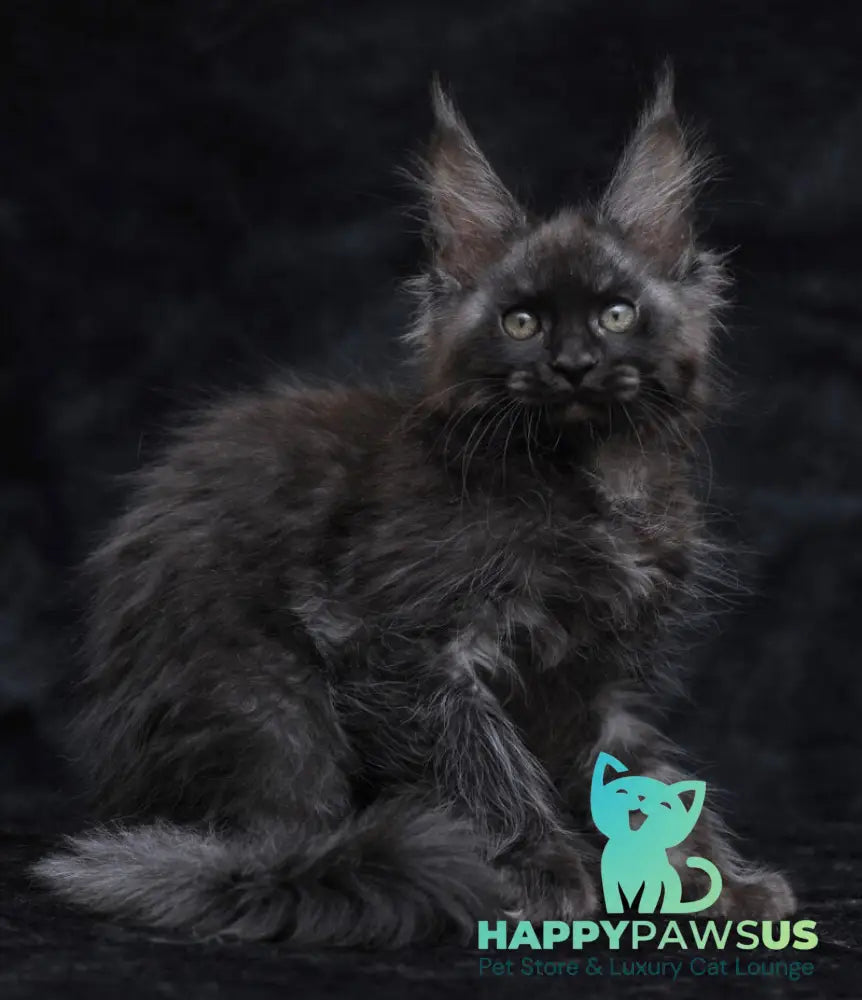 Platon Maine Coon male black silver - live animals