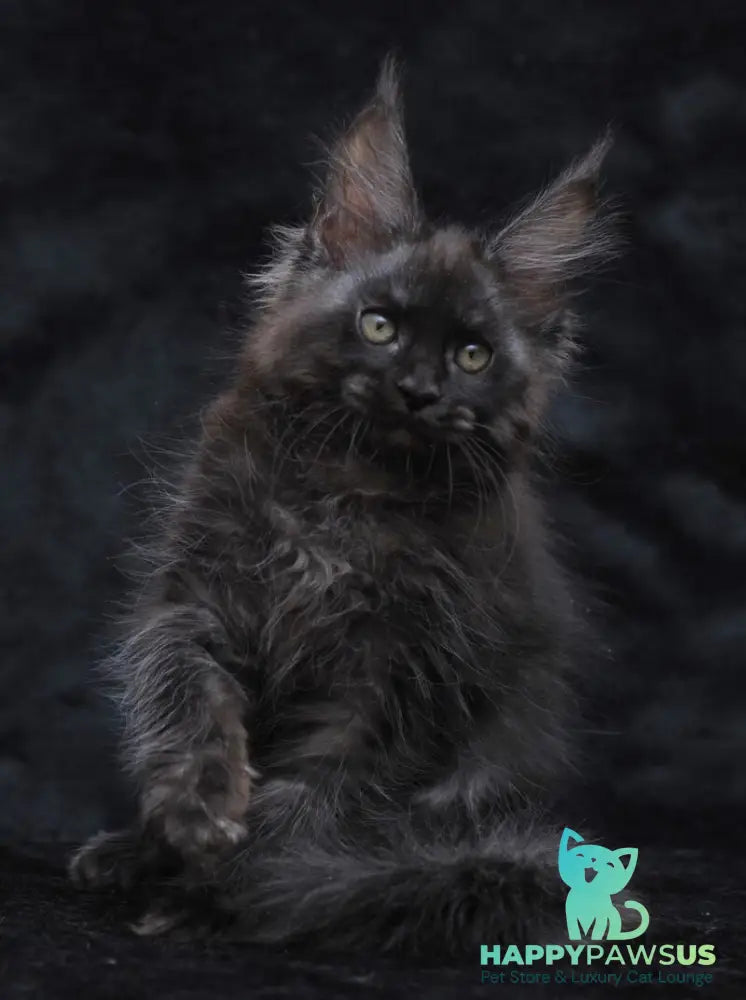Platon Maine Coon male black silver - live animals