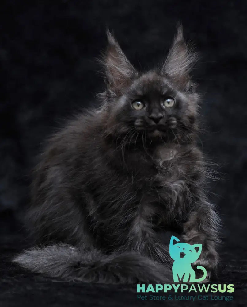 Platon Maine Coon male black silver - live animals