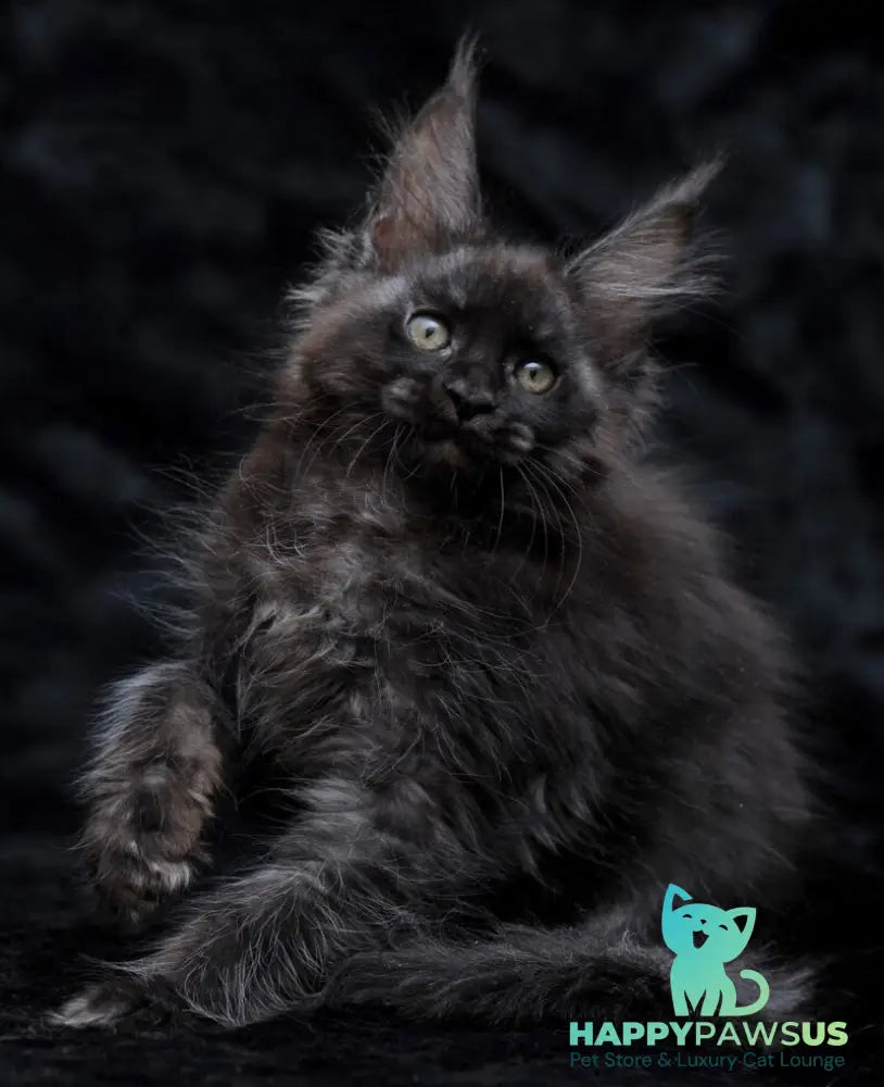 Platon Maine Coon male black silver - live animals