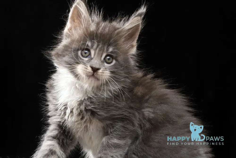 Platon Maine Coon male blue tabby bicolour live animals