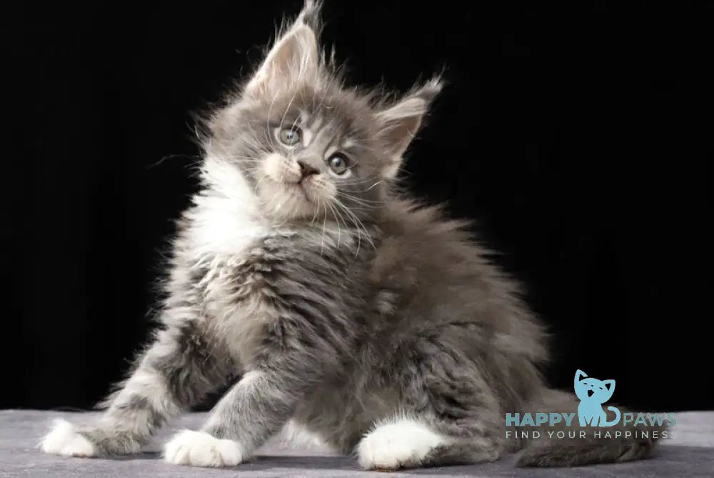 Platon Maine Coon male blue tabby bicolour live animals