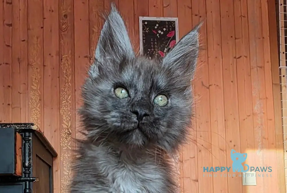 Platon Maine Coon polydactyl male black silver live animals