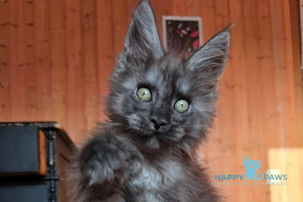 Platon Maine Coon polydactyl male black silver live animals