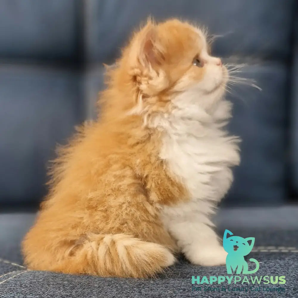 Platon Scottish Straight male red tabby bicolour - live animals