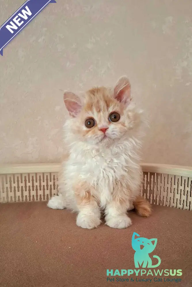 Platosha Selkirk Rex male red bicolour - live animals