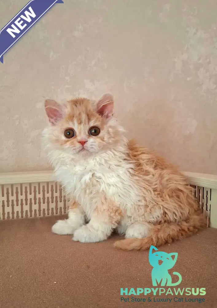 Platosha Selkirk Rex male red bicolour - live animals