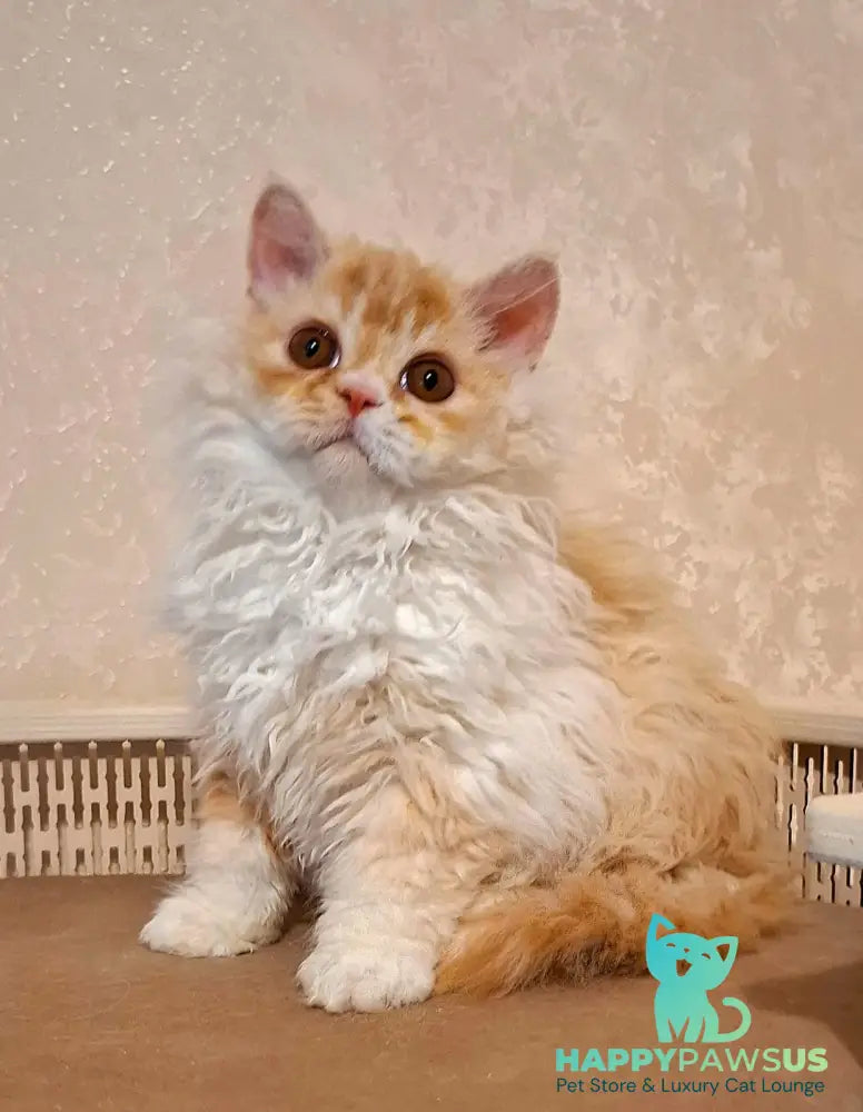 Platosha Selkirk Rex male red silver bicolour - live animals