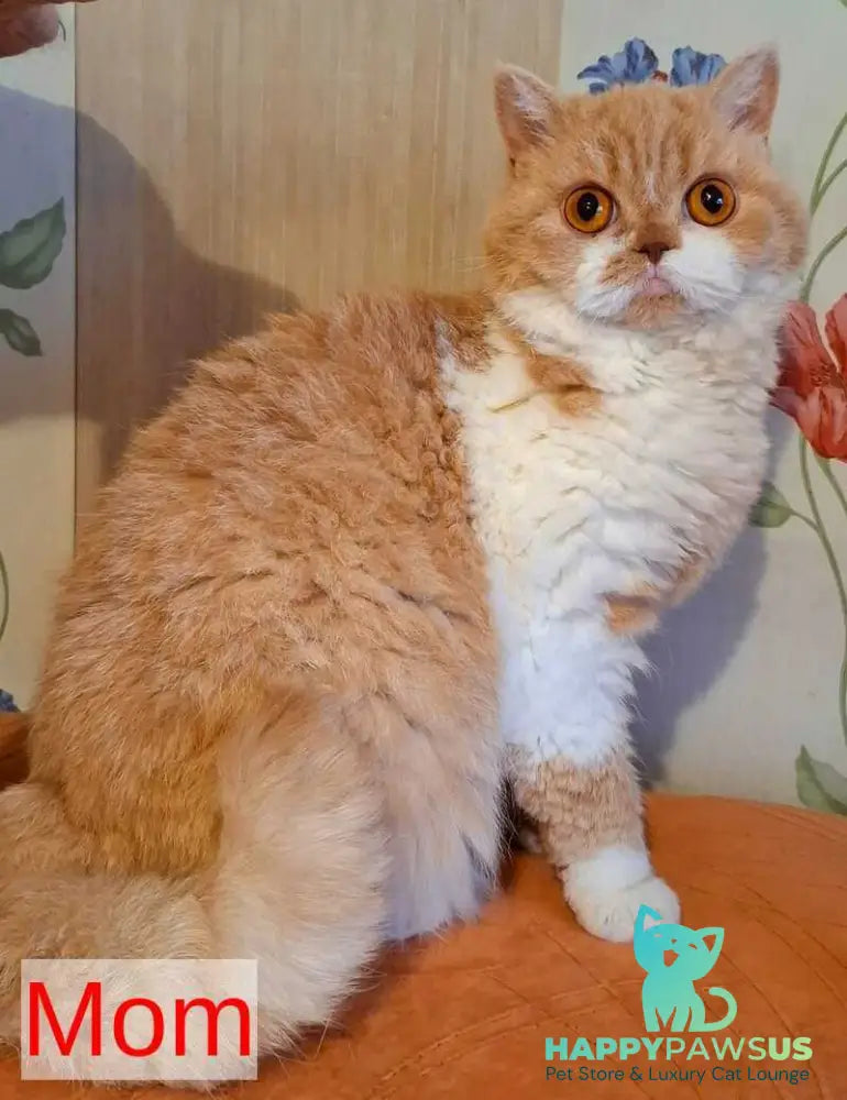 Platosha Selkirk Rex male red bicolour - live animals