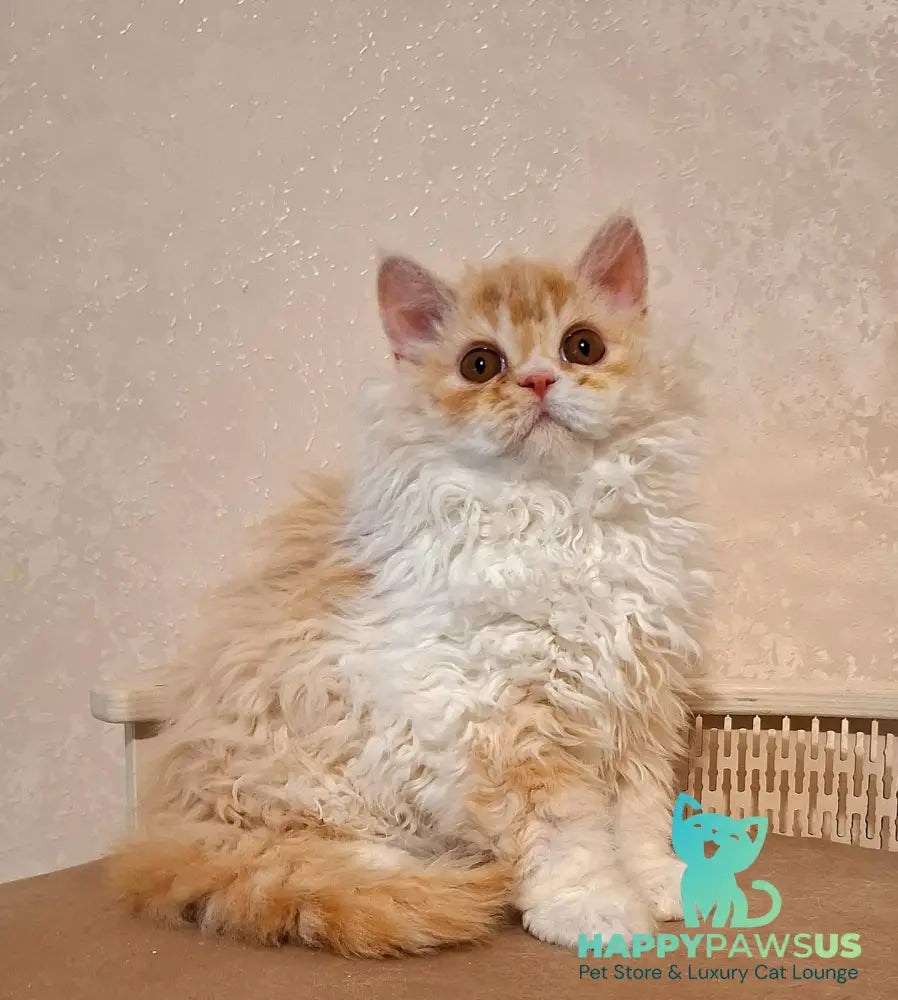 Platosha Selkirk Rex male red silver bicolour - live animals